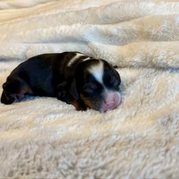 Gibbs - Black white and tan male Cockapoo puppy in Marietta, South Carolina from River Falls Cockapoos
