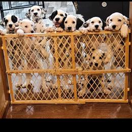 Dalmatian puppies from Buttonridge Dalmatians