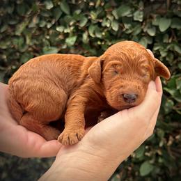 Orange Collar Girl - Red  female Poodle puppy in Modesto, California from Dry Creek Poodles