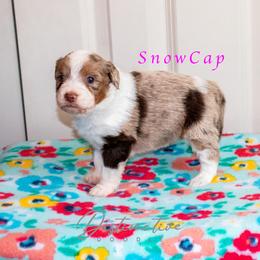 Snow Cap - Red merle female Aussiedoodle puppy in Kennesaw, Georgia from Distinctive Doodle
