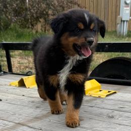 Truffle Brownie - Black tri female Miniature Australian Shepherd puppy in Medical Lake, Washington from MAS Gone Rogue