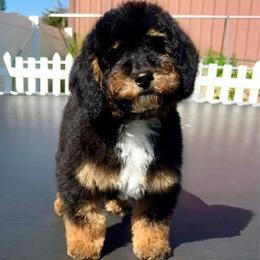 Black panther - Phantom male Poodle puppy in Henefer, Utah from Mountain Valley Poodles