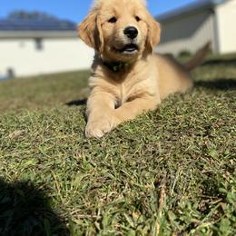 Goldendoodle and Golden Retriever Puppies from Stay Golden