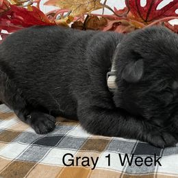 German Shepherd Puppies from Stonewick German Shepherds