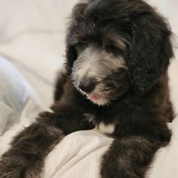 Goldendoodle Puppies from Country Pups Doodles