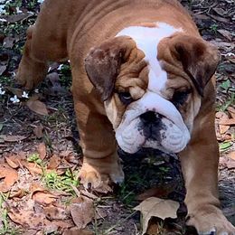 Bulldog All Grown Up from Millennium Farms