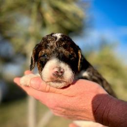 Ducky - Parti male Poodle puppy in Peyton, Colorado from Fuzzybottoms Ranch LLC