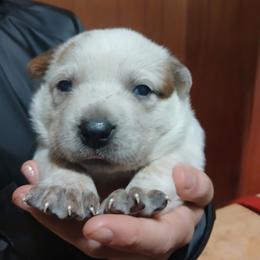Bonnie - Red speckled female Australian Cattle Dog puppy in Morganton, North Carolina from Trinity C Acres