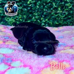 Belle - Black female Miniature Schnauzer puppy in Spruce Pine, North Carolina from Schnauzers of Blue Ridge