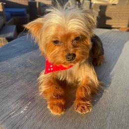 Freda - Yorkshire Terrier
