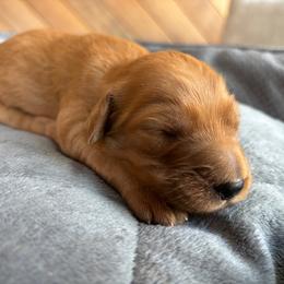 Boy 1 - Red  male Goldendoodle puppy in Mattawan, Michigan from Doodifuldoods