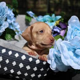 Snickers (light green collar) - Cream male Dachshund puppy in Prospect, Oregon from Spunky Sausage Pups