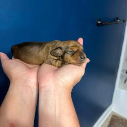 Jazzie - Red female Dachshund puppy in Deville, Louisiana from Little Wire Wonders of Louisiana