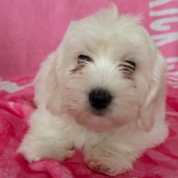 Buck - White male Coton de Tulear puppy in Glenview, Illinois from MySoulKick_Coton