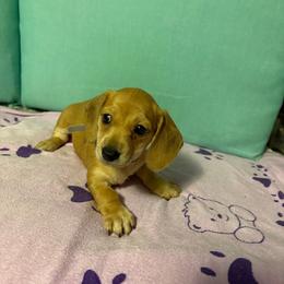 Gray girl - Wild boar female Dachshund puppy in Live Oak, Florida from The Weenie Herd Mom