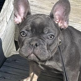 French Bulldogs from Samantha Smethers' Frenchies