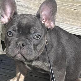 French Bulldogs from Samantha Smethers' Frenchies
