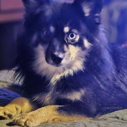 Voo - Pomsky