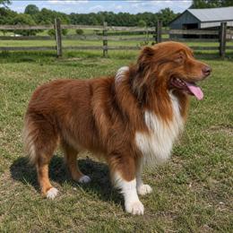 Walker - Red tri-color male Australian Shepherd puppy in Silsbee, Texas from Work 'n' Ranch Aussies LLC