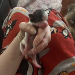 Prancer - Black and white male Shih Tzu puppy in Double Springs, Alabama from Little Friends Kennel