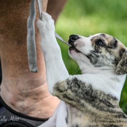 Whippet Puppies from Winstar Whippets