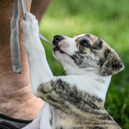 Whippet Puppies from Winstar Whippets