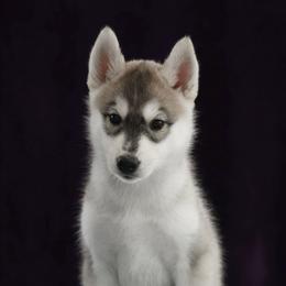 Sparkle - Gray and white female Siberian Husky puppy in North Miami, Florida from Kardrovi Siberians