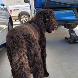 Goldendoodle and Saint Berdoodle All Grown Up from Golden Pond Doodle’s DFW