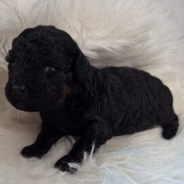 Ashley - Phantom female Poodle puppy in Chandler, Arizona from Fabi Poodle