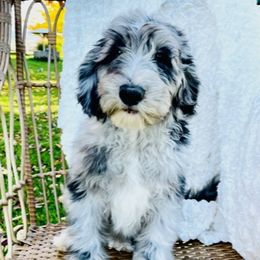 Indie - Sheepadoodle