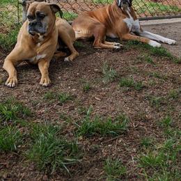 Boxer Puppies from Von Royal Dell'Infinite Deutscher