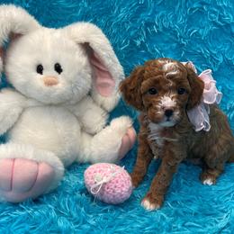 Cavapoo puppies from Knight Pups