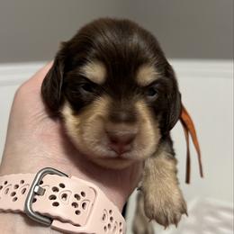 Reese's AKC PRA  CLEAR - Chocolate and cream female Dachshund puppy in Miami, Florida from Maitime Dachshund