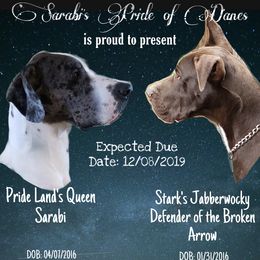 Great Dane Puppies from Sarabi’s Pride of Danes