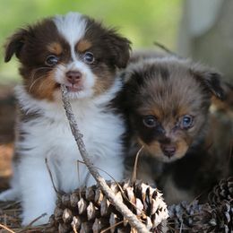 Toy Australian Shepherds from The Sky Is Falling Toy Aussies