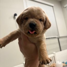 Male 1 - Yellow male Labrador Retriever puppy in Murrieta, California from The Golden Leash Kennels