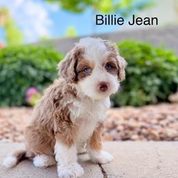 Purple female - Red merle female Assorted Doodle Crosses puppy in Springville, Utah from JW Doodles