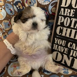Companion Cross and Shih Tzu Puppies from Hill’s Puppies