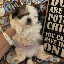 Companion Cross and Shih Tzu Puppies from Hill’s Puppies