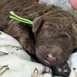 Dawn - Brown female Poodle puppy in Lakeland, Florida from Gulfside Poodles