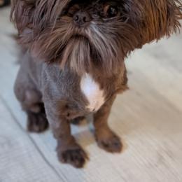 Cooper - Shih Tzu