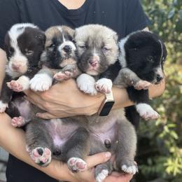 Central Asian Shepherd Dog puppies from Alabaivalley