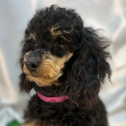 Anna - Poodle