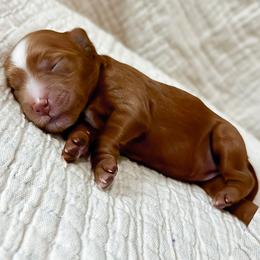 Scallop - Red  female Goldendoodle puppy in Garden Grove, California from Sunkissed Doodles