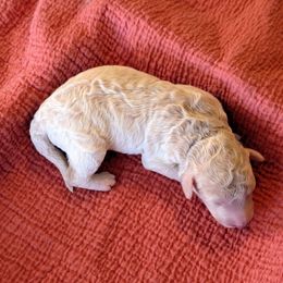 Boy 2 - Red male Bernedoodle puppy in Sparta, Missouri from Sis' Doodles & Poodles