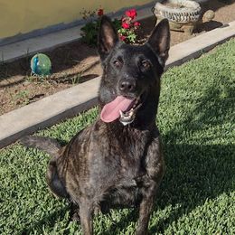 Diva - Dutch Shepherd