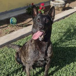 Diva - Dutch Shepherd