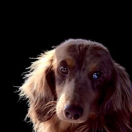 Ch Mac - Dachshund