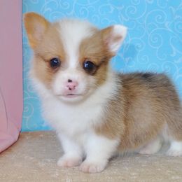 Australian Cattle Dog and Pembroke Welsh Corgi Puppies from Heelers in Texas