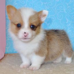 Australian Cattle Dog and Pembroke Welsh Corgi Puppies from Heelers in Texas